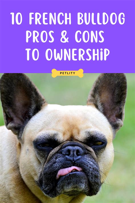 french bukk|Pros & Cons of Owning a French Bulldog